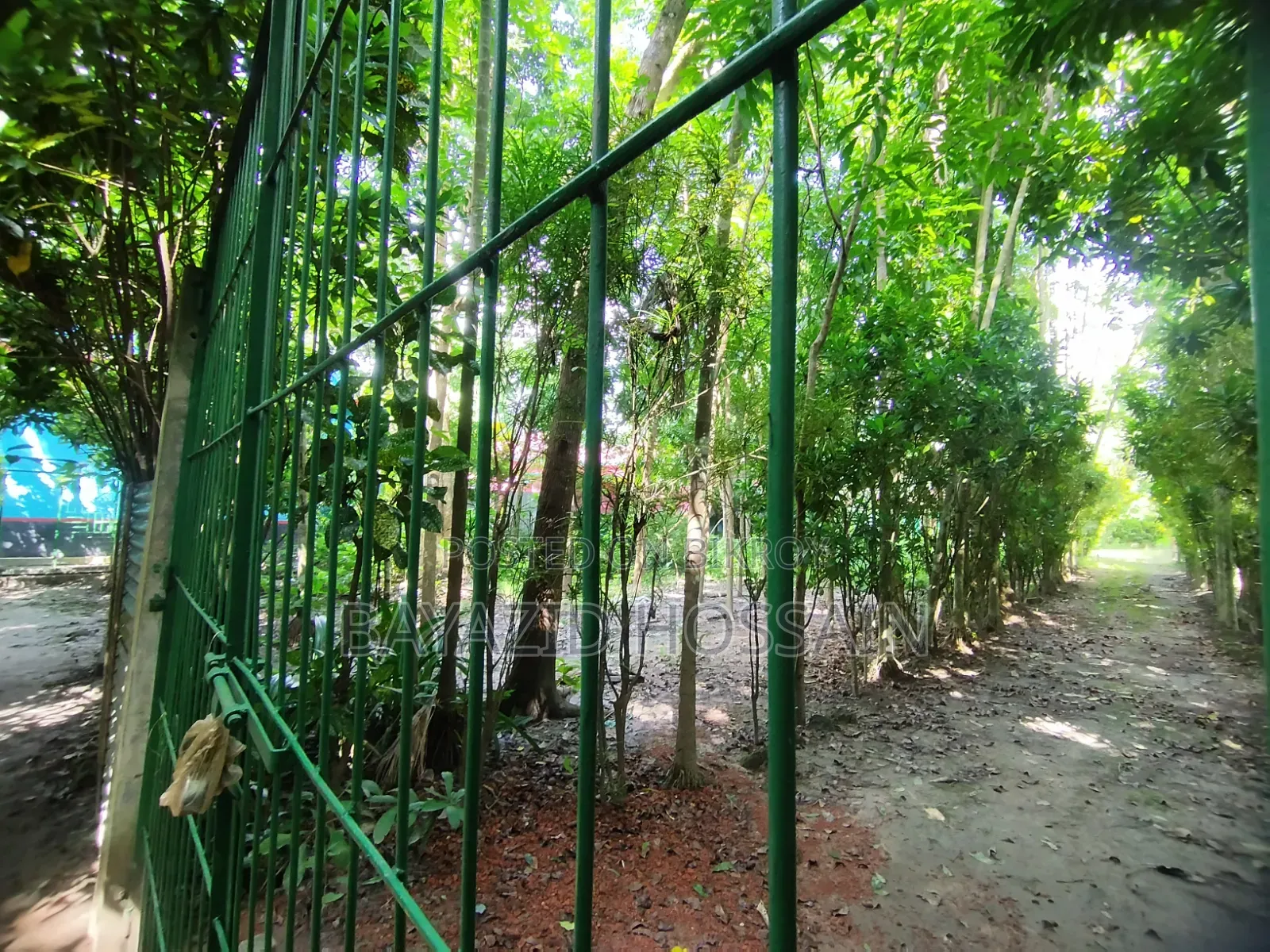 Bandura Deotola