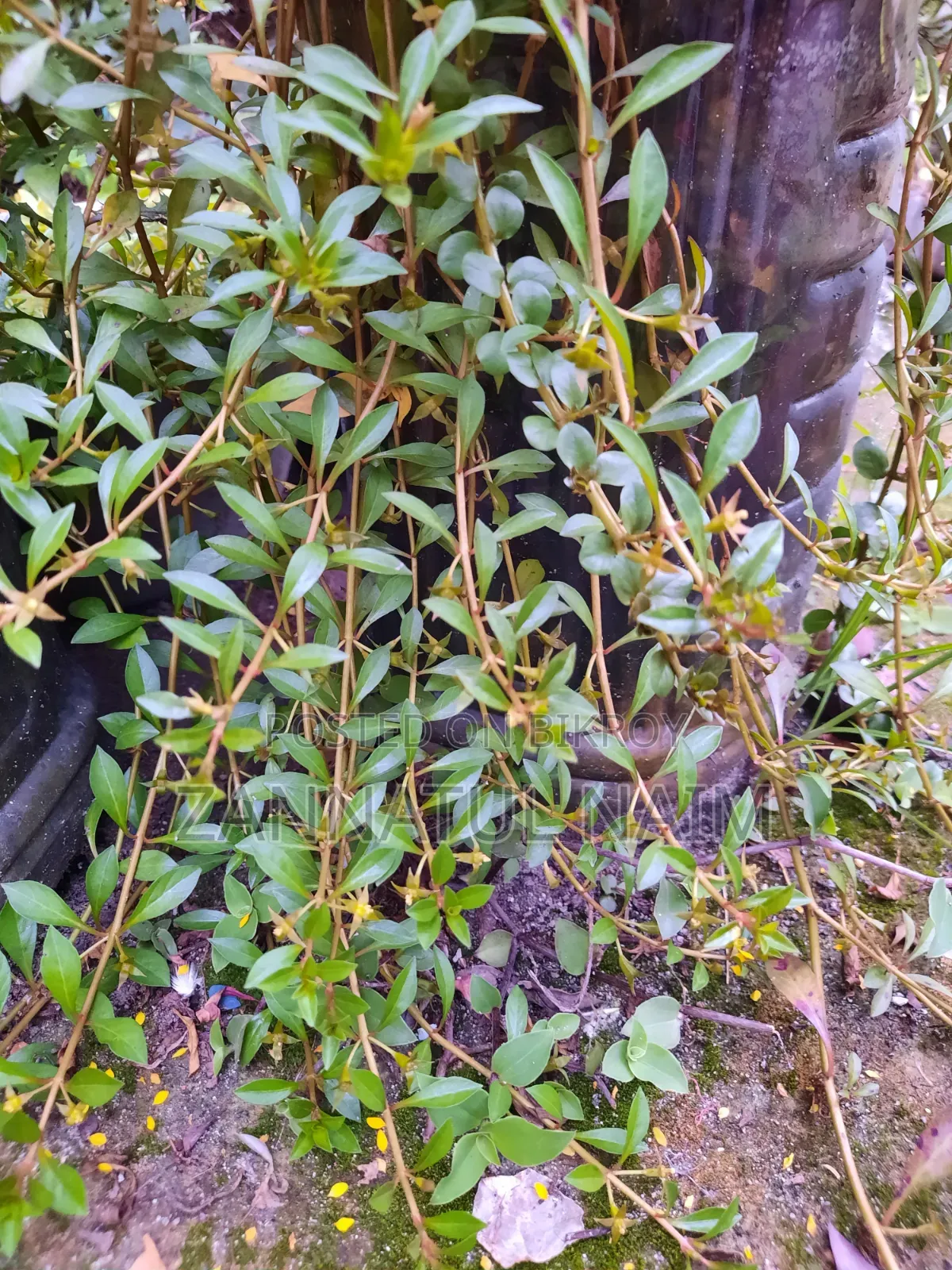 অ্যাকোয়ারিয়াম ফিশ ফুড