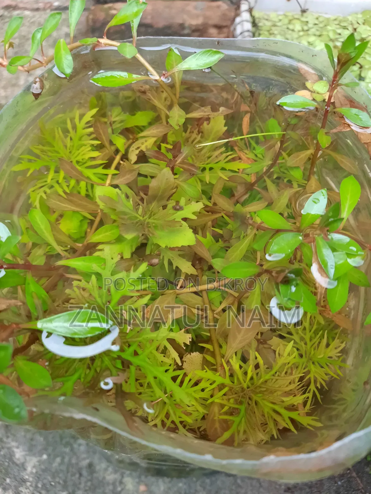 অ্যাকোয়ারিয়াম ফিশ ফুড