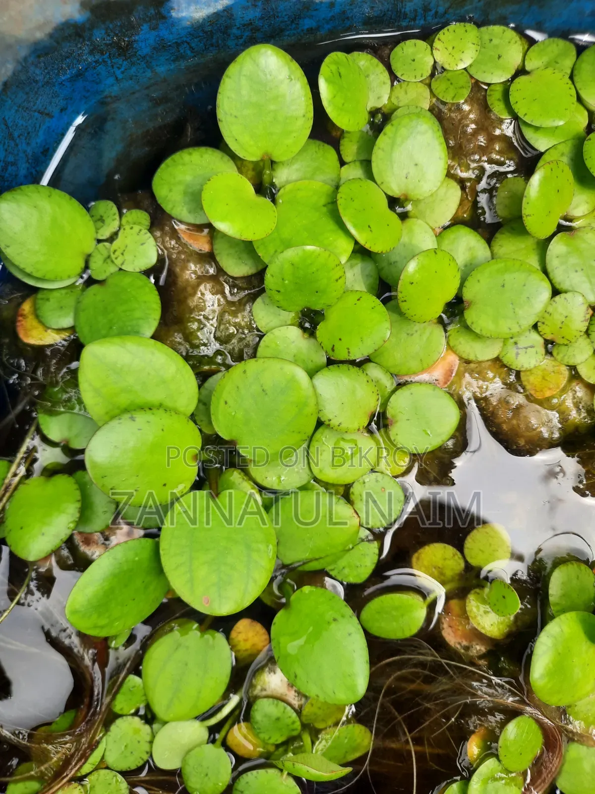 অ্যাকোয়ারিয়াম ফিশ ফুড