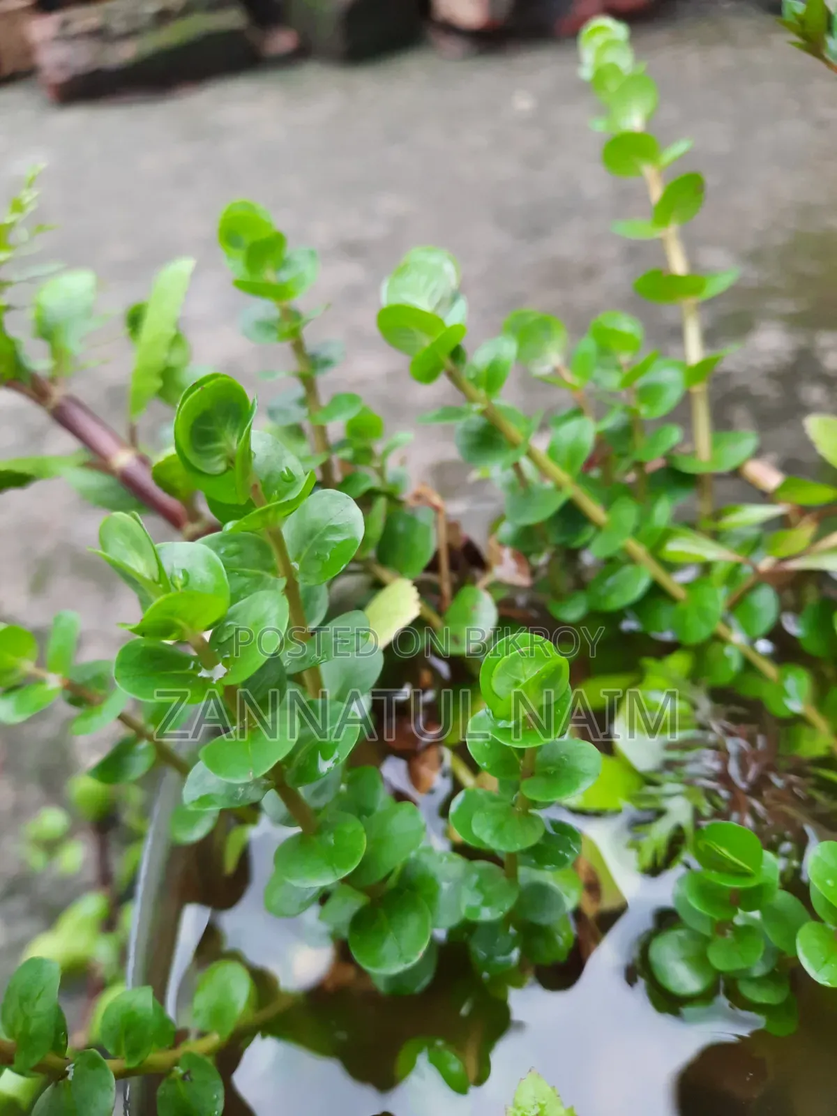 অ্যাকোয়ারিয়াম ফিশ ফুড