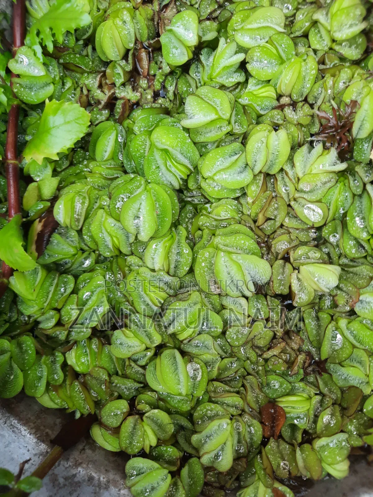 অ্যাকোয়ারিয়াম ফিশ ফুড