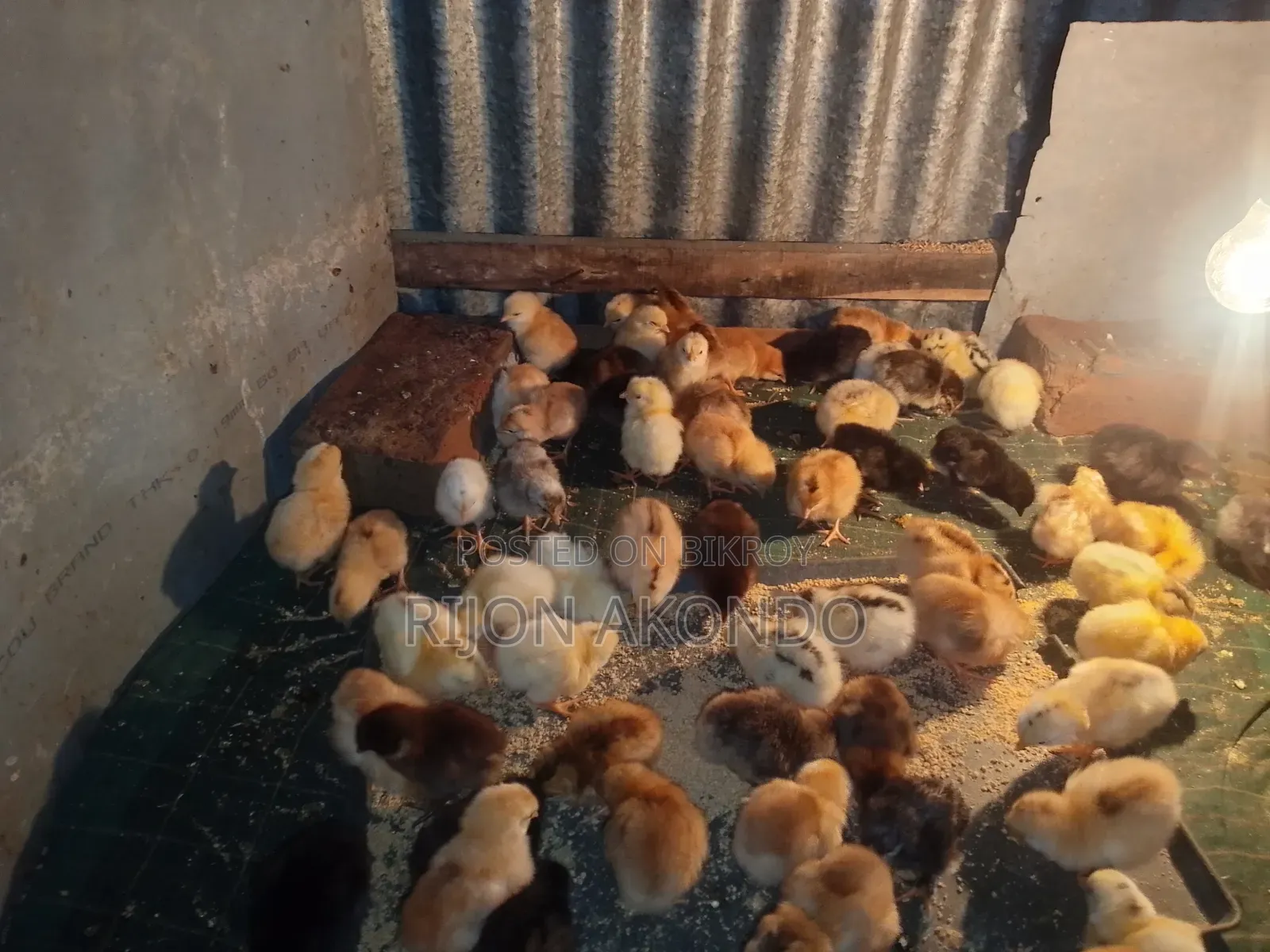 দেশি মুরগির বাচ্চা