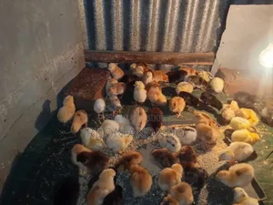 দেশি মুরগির বাচ্চা