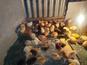 দেশি মুরগির বাচ্চা