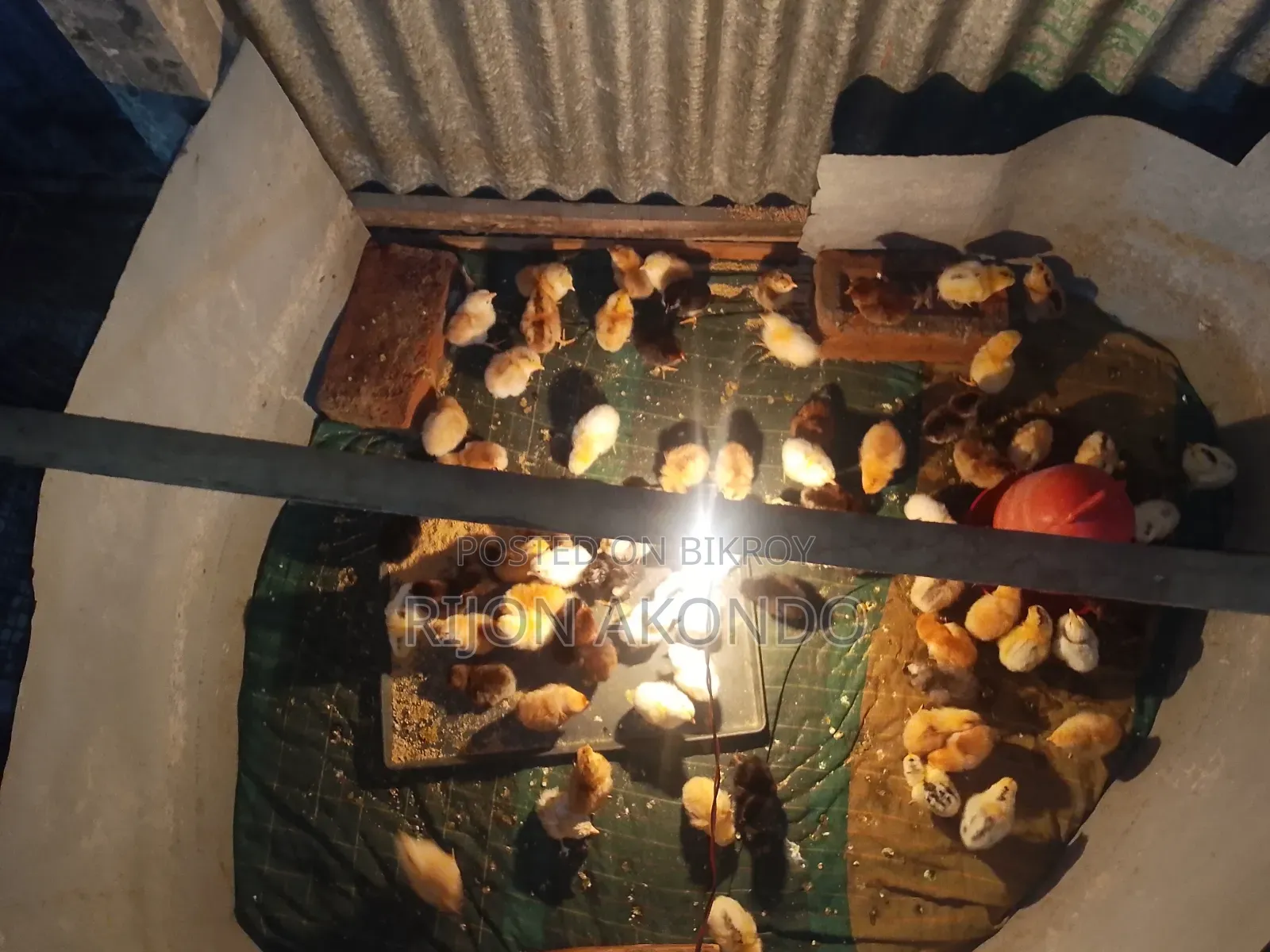 দেশি মুরগির বাচ্চা