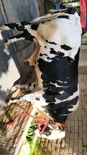 ষাড় বাচ্চা