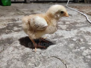 টাইগার মুরগী
