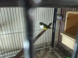 Love Bird Finch