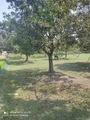 12 Katha land with six large mango trees.