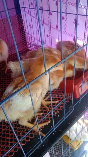 পিওর সোনালী মুরগী বাচ্চা