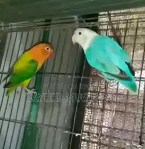 ২ জোড়া রানিং লাভবার্ড বিক্রি হবে