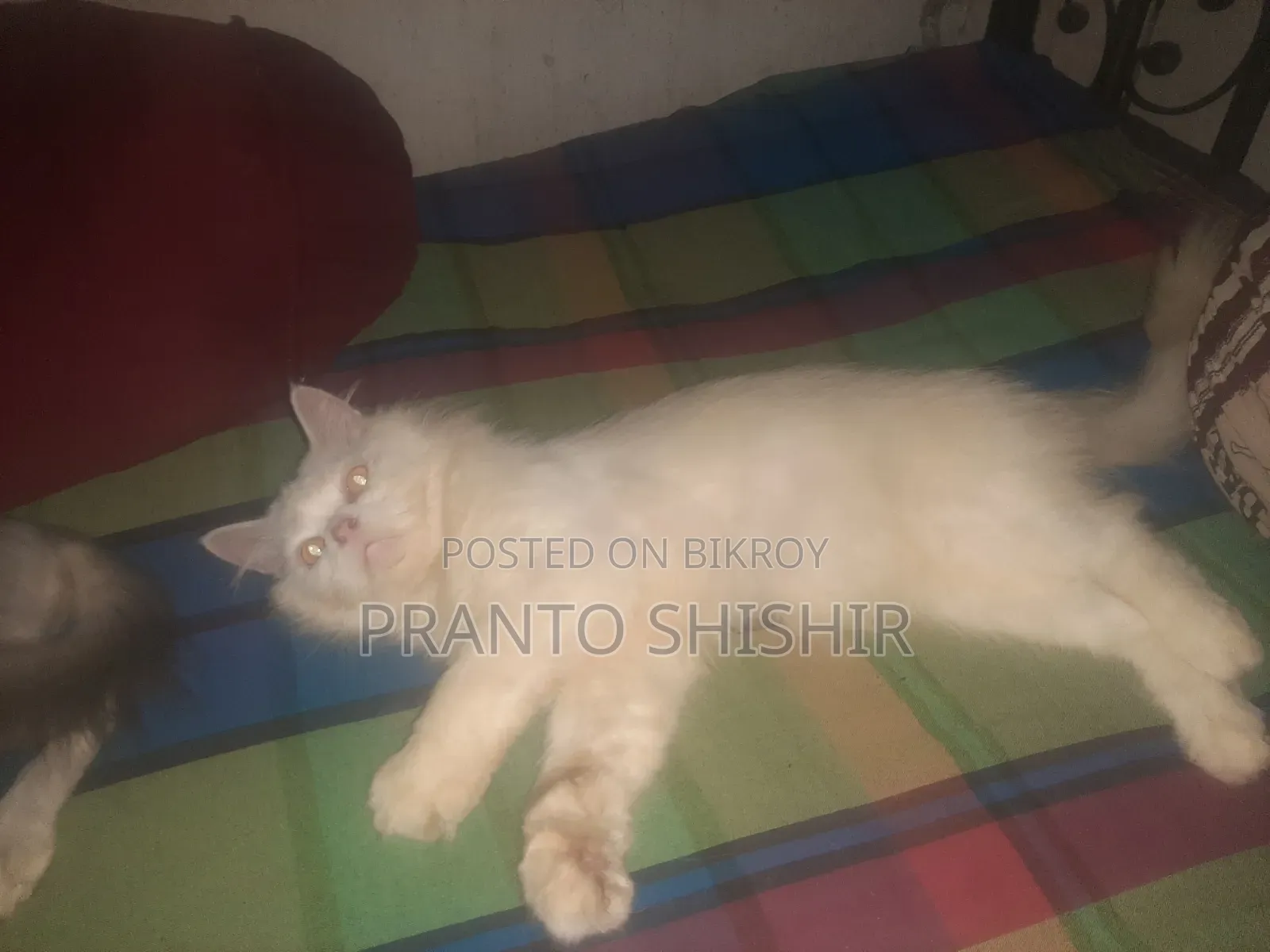 1+ Year Male Purebred Persian