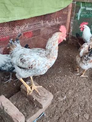 কেজি ধরে টাইগার বিক্রি করা হবে