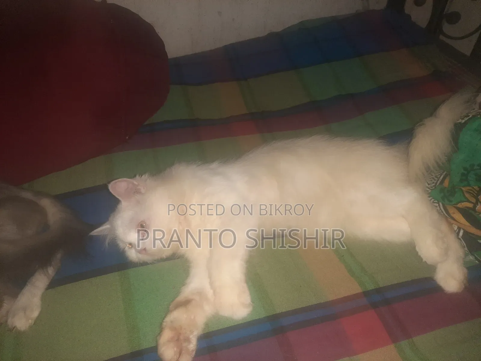 1+ Year Male Purebred Persian