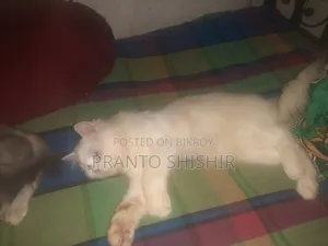 1+ Year Male Purebred Persian