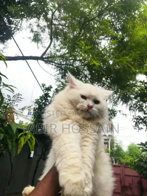 3-6 Months Male Purebred Persian