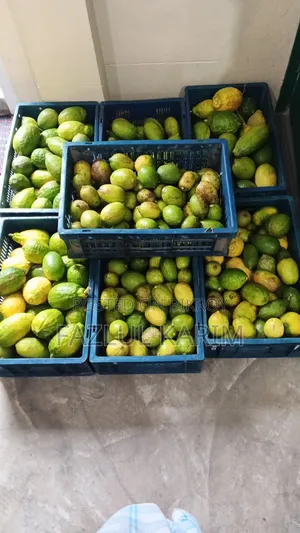 Lemon's Zara and Seed Less