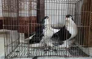 এক জোড়া সুন্দর (Lahori) লাহোরি কবুতর বিক্রি হবে।