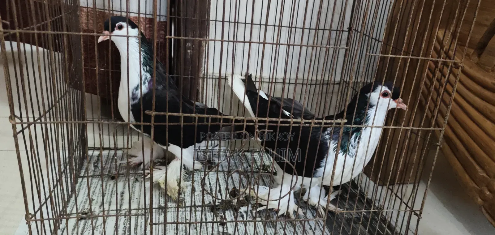 এক জোড়া সুন্দর (Lahori) লাহোরি কবুতর বিক্রি হবে।