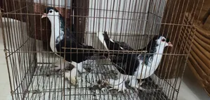 এক জোড়া সুন্দর (Lahori) লাহোরি কবুতর বিক্রি হবে।