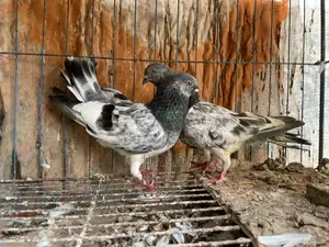 Green Neck Budapest Master Pair