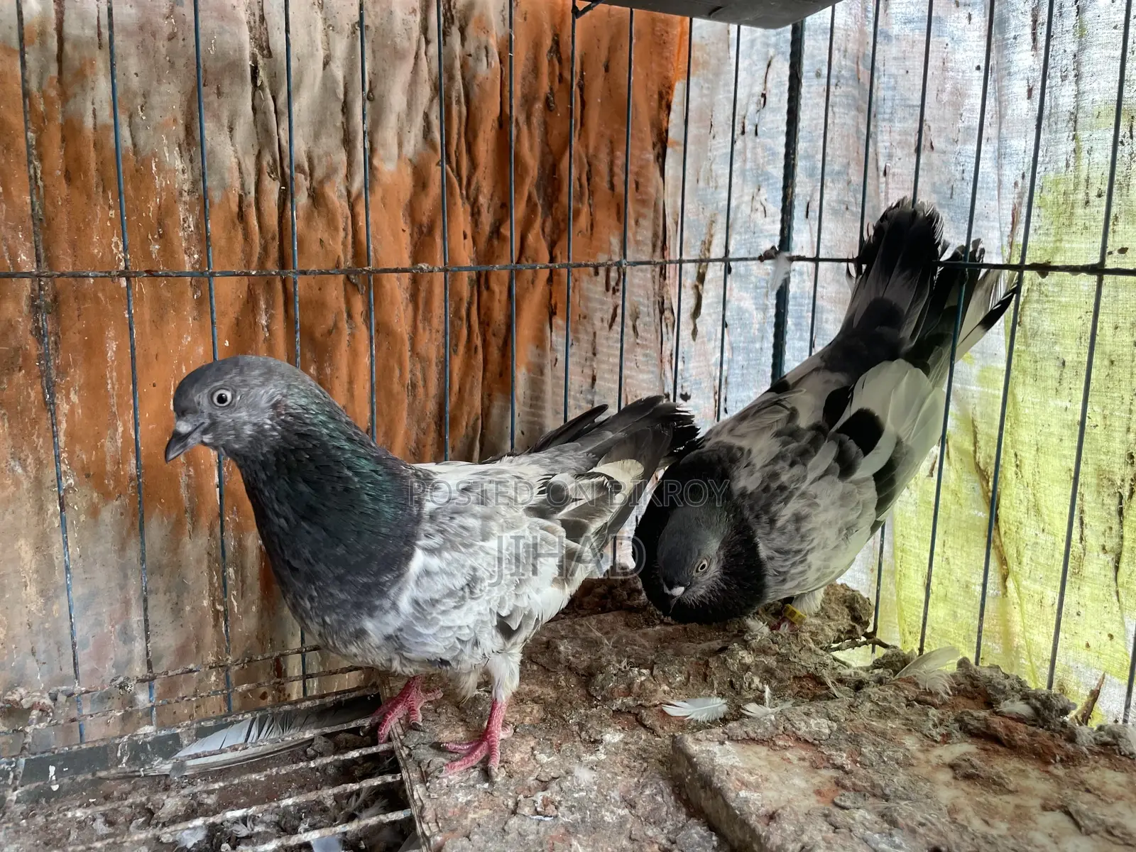 Green Neck Budapest Master Pair