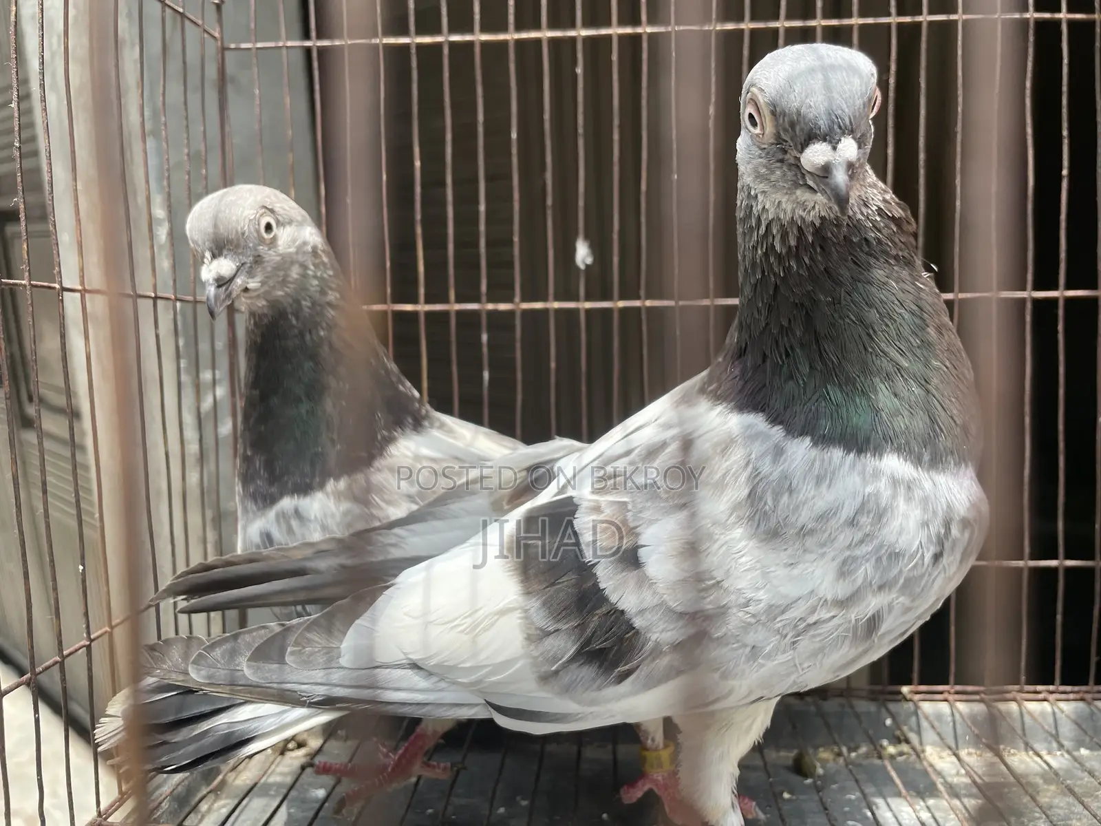 Green Neck Budapest Master Pair