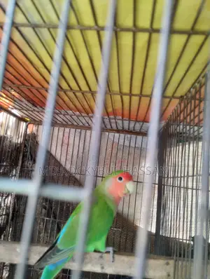 লাভ বার্ড পুরুষ