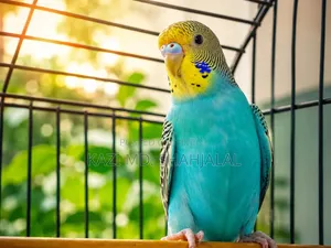 বাজিগর পাখি