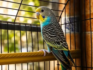বাজিগর পাখি