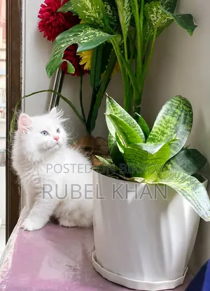 1-3 Months Female Purebred Persian