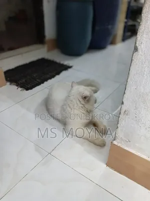 6-12 Months Male Purebred Persian