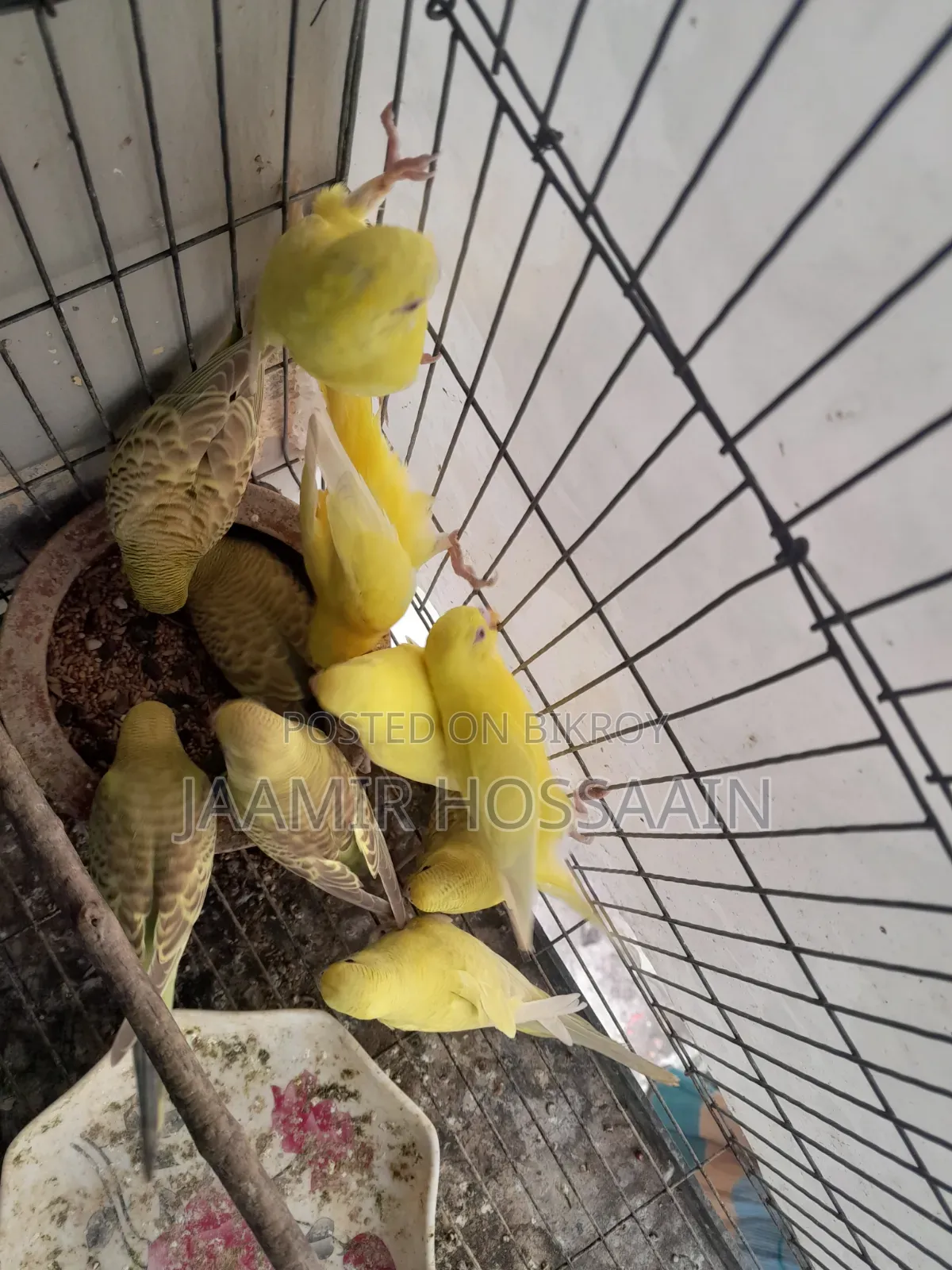 Budgerigar bird