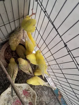 Budgerigar bird