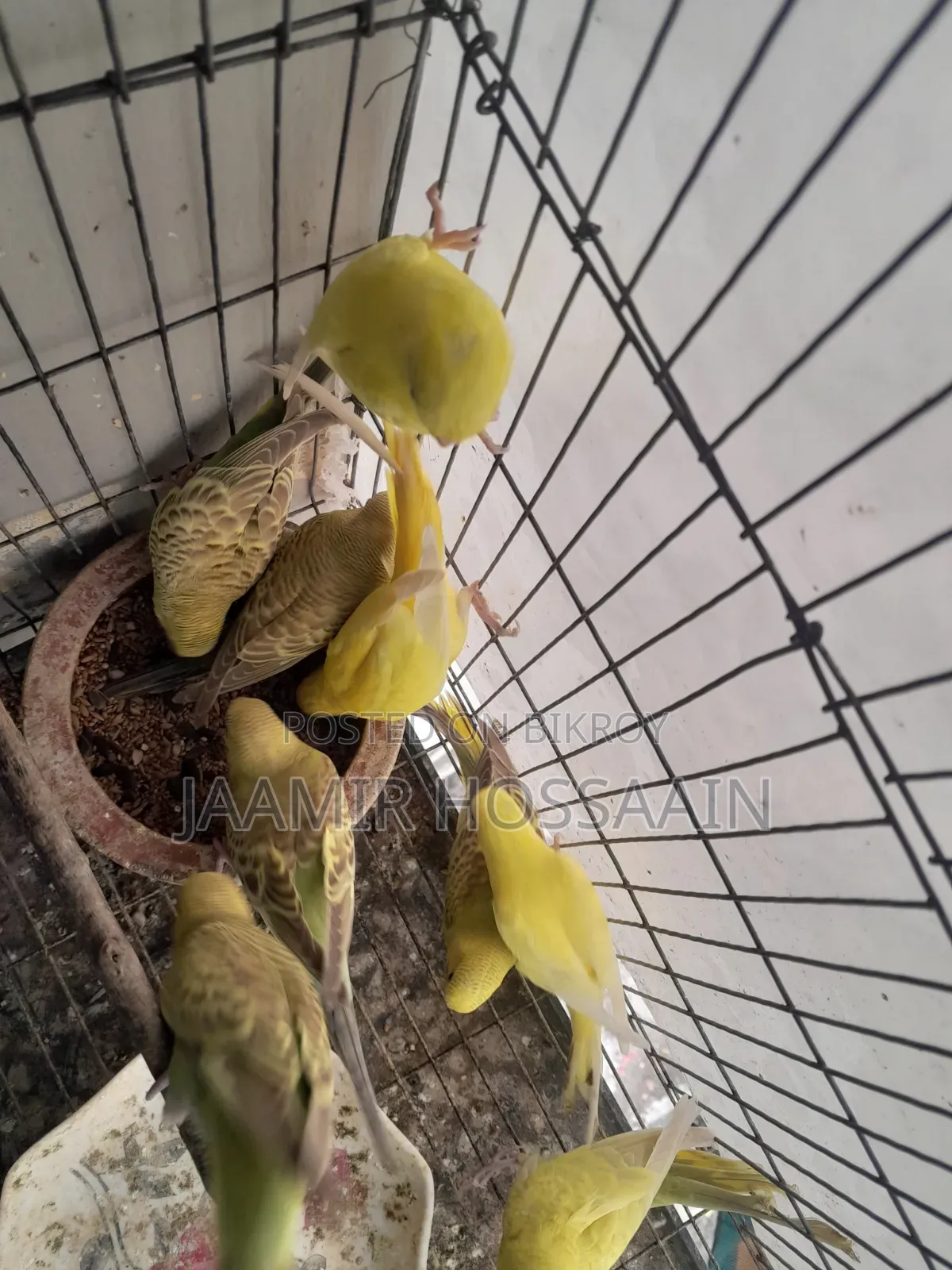 Budgerigar bird