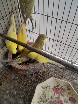 Budgerigar bird