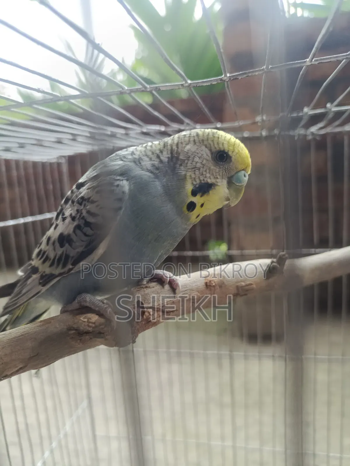 বাজারিকা পাখি