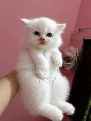 1-3 Months Male Purebred Persian