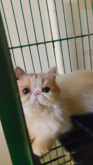 ৬-১২ মাস বয়সী ফিমেল পিওরব্রেড এক্সোটিক