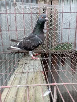 গিরিবাজ কবুতর