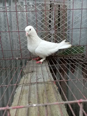 গিরিবাজ কবুতর