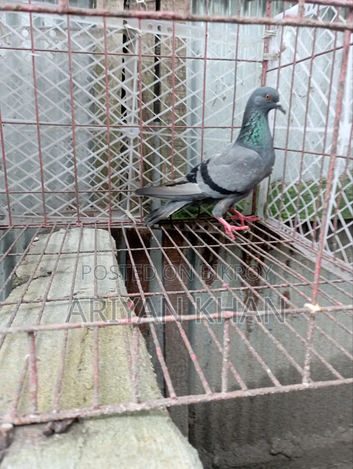 গিরিবাজ কবুতর
