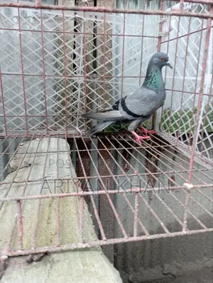 গিরিবাজ কবুতর