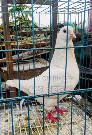 কিং কবুতর (King Kobutor)