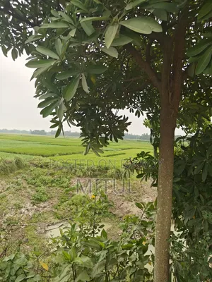 Agricultural land for sale. Located one plot behind the main road.
