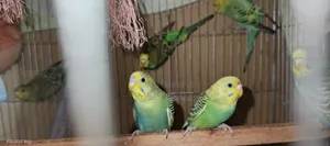 Budgerigar Bird
