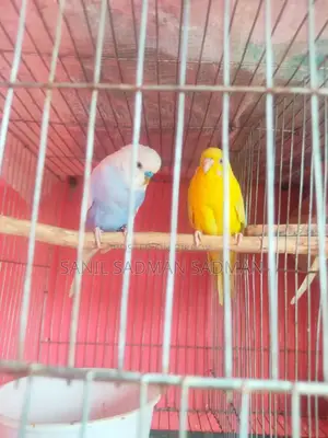 Running Budgerigar for Sell
