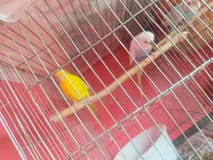 Budgie for Sale