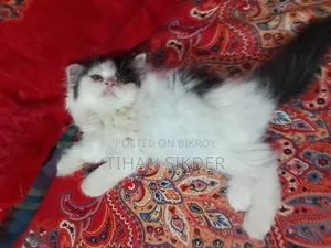 1-3 months Female Purebred Persian